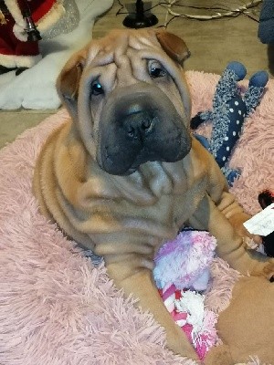 Mâle Sharpei 