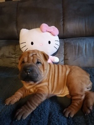 Femelle Sharpei 