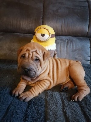 Mâle Sharpei 