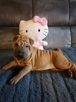 Femelle Sharpei 