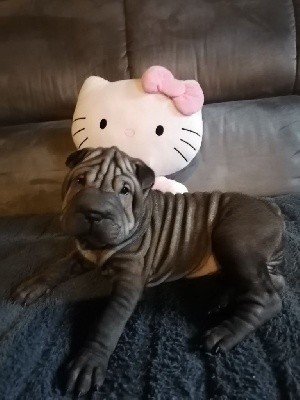 Femelle Sharpei 