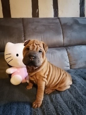 Femelle Sharpei 