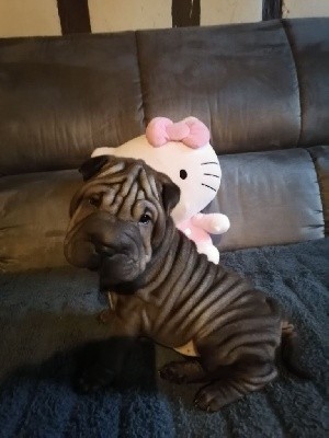 Femelle Sharpei 