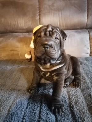 Mâle Sharpei 