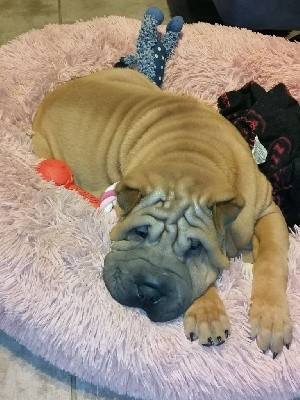 Mâle Sharpei 