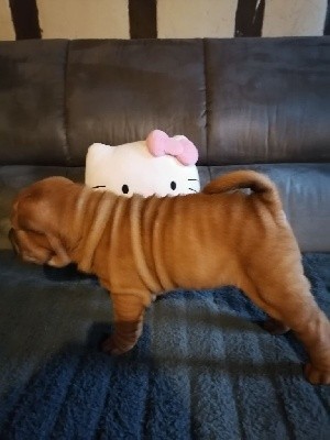 Femelle Sharpei 