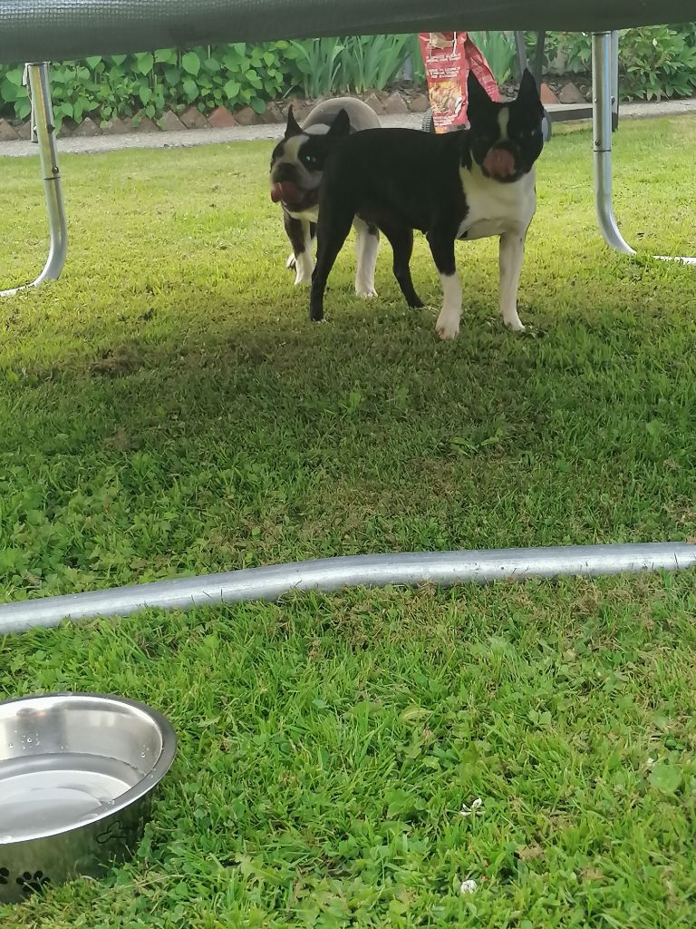 Lovely Of Honey's Bulls