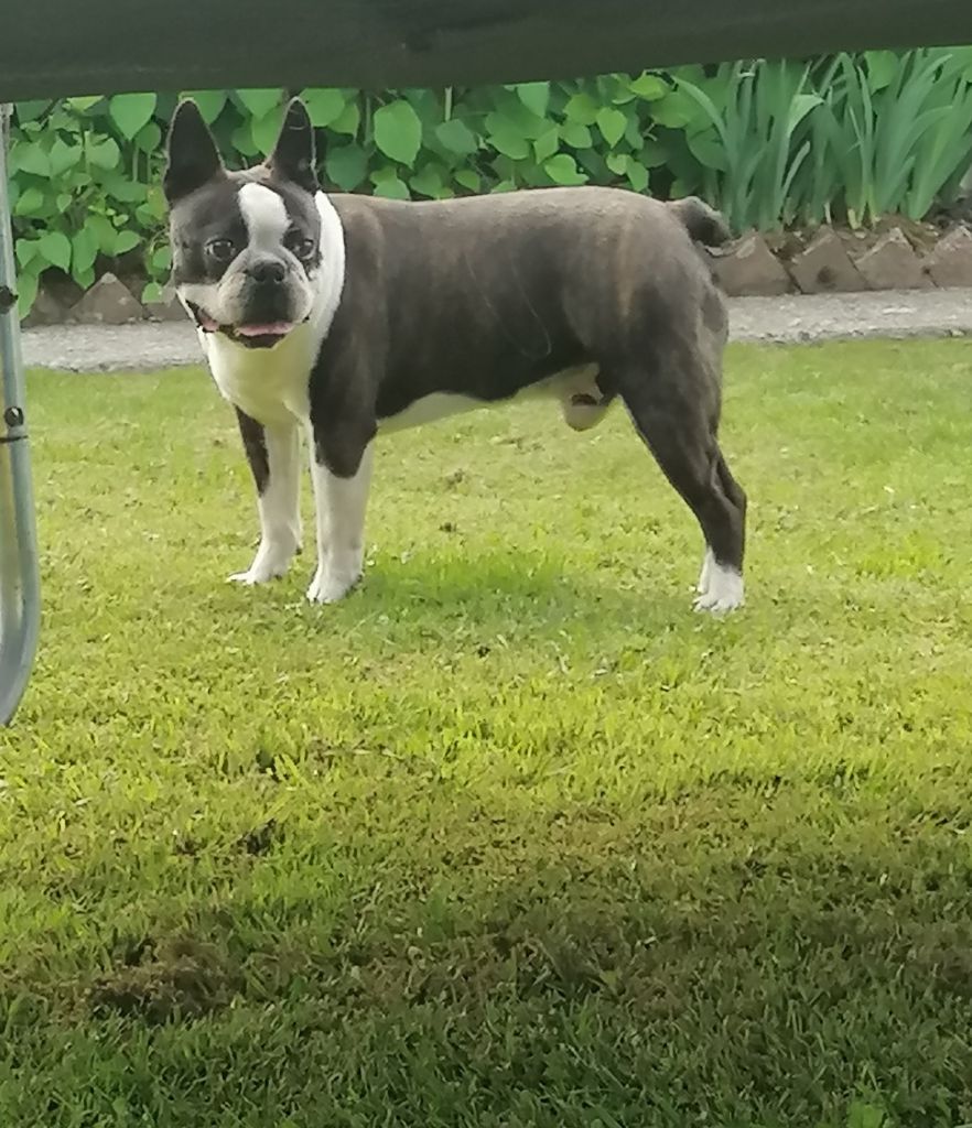 Oreo of Penny Park