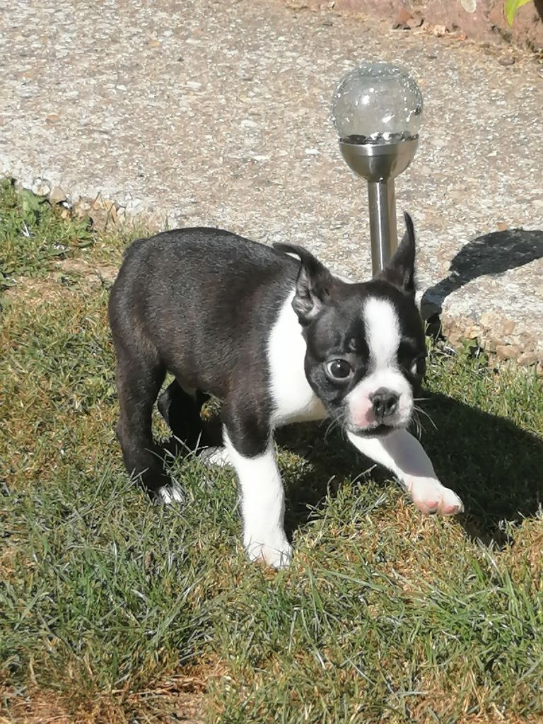 Des Jardins De Lovely - Chiots disponibles - Boston Terrier